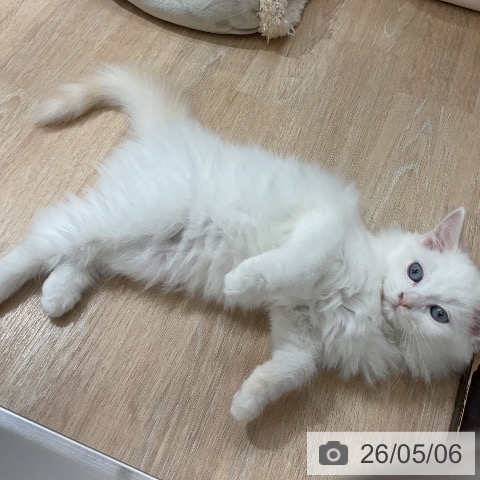 サイベリアンの写真