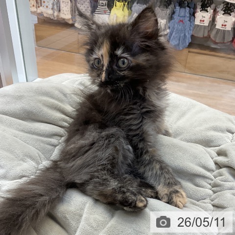 愛知県のサイベリアン (ペットプラス 上飯田店/2026年3月1日生まれ/女の子/トーティー)の子猫の4枚目の画像