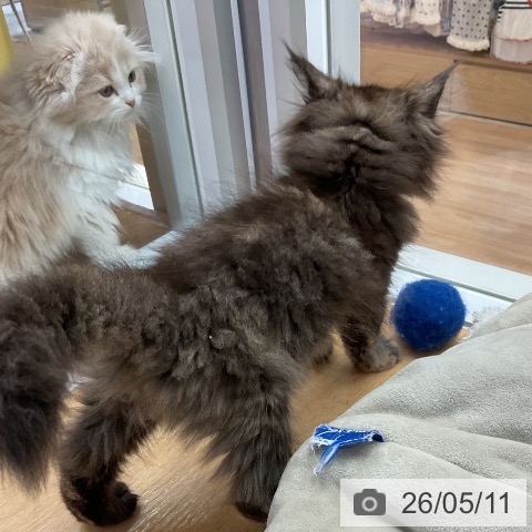 愛知県のサイベリアン (ペットプラス 上飯田店/2026年3月1日生まれ/女の子/トーティー)の子猫の3枚目の画像