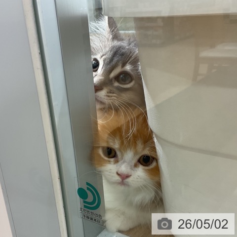 ミヌエットの写真