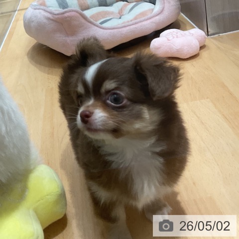 チワワの写真