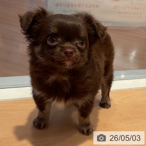 チワワの写真