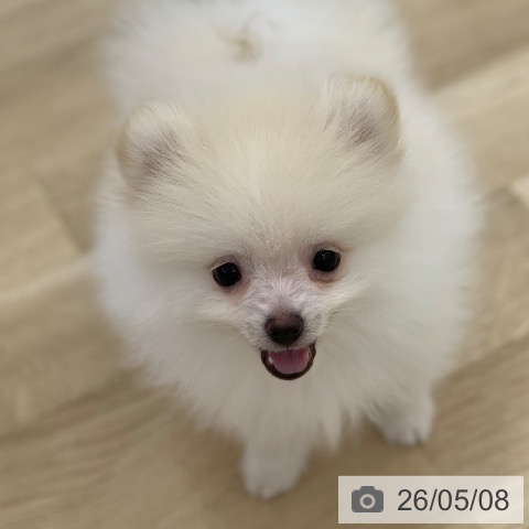 ポメラニアンの写真