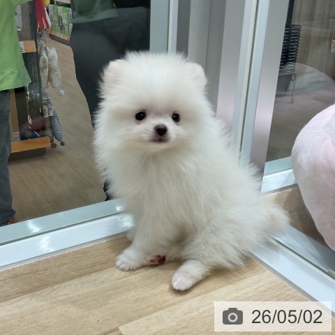 ポメラニアンの写真