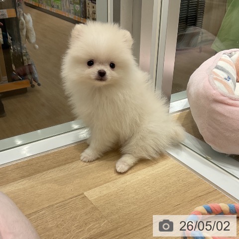 ポメラニアンの写真