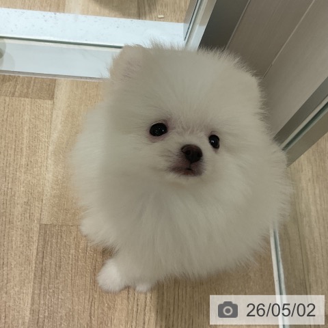 ポメラニアンの写真