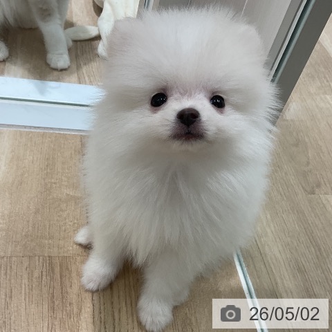 ポメラニアンの写真