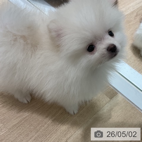 ポメラニアンの写真