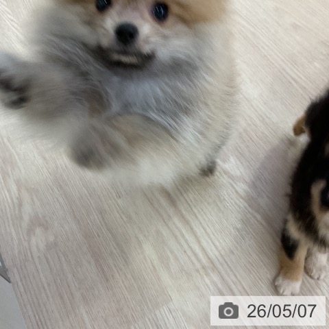ポメラニアンの写真