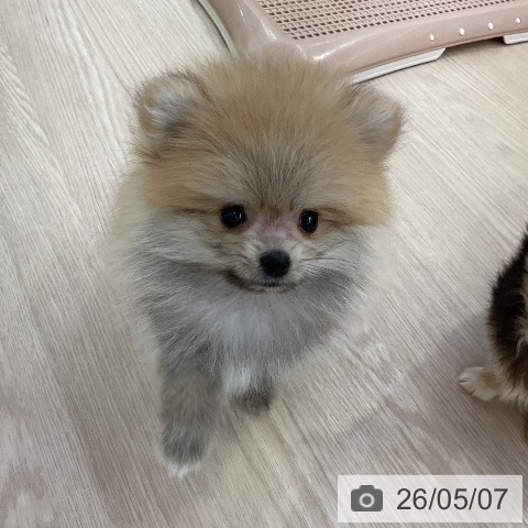 ポメラニアンの写真