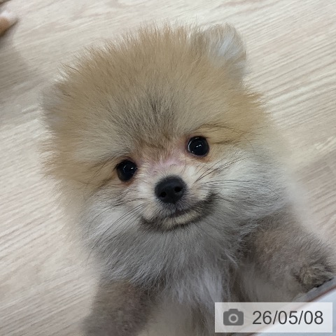 ポメラニアンの写真