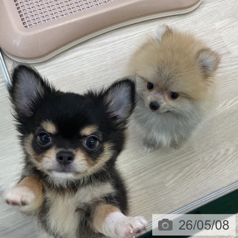 ポメラニアンの写真