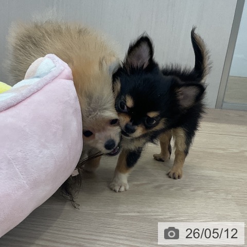 ポメラニアンの写真