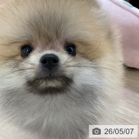 ポメラニアンの写真
