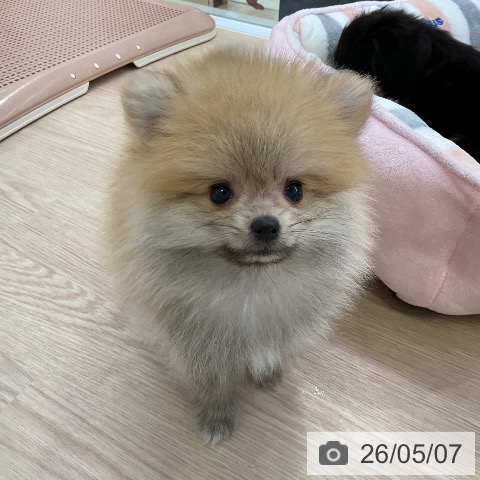 ポメラニアンの写真