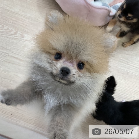 ポメラニアンの写真