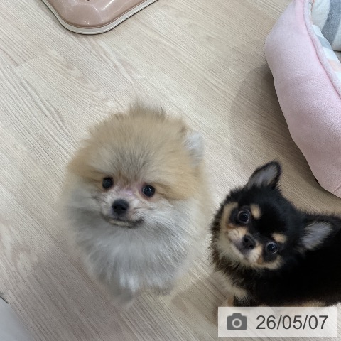 ポメラニアンの写真
