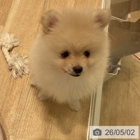 ポメラニアンの写真