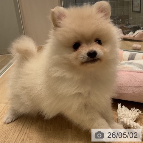 ポメラニアンの写真