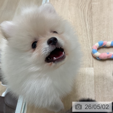 ポメラニアンの写真