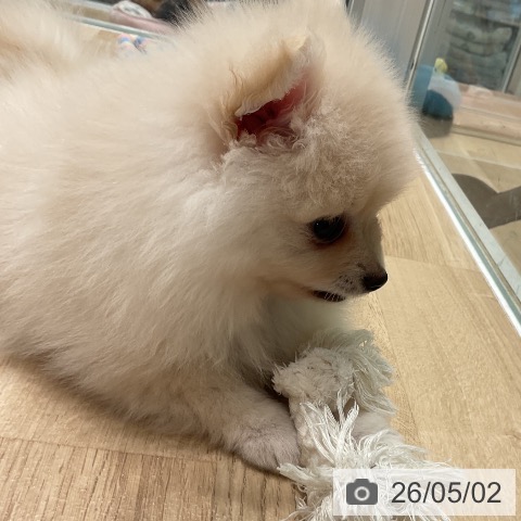 ポメラニアンの写真