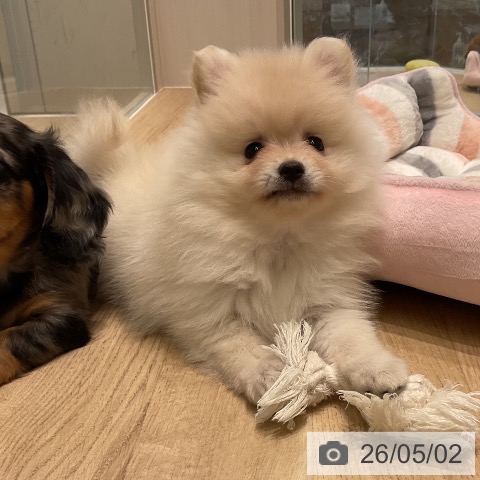 ポメラニアンの写真