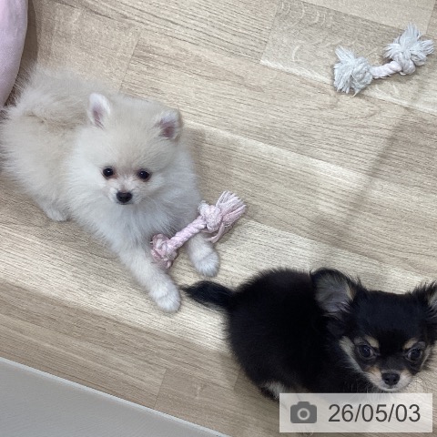 ポメラニアンの写真
