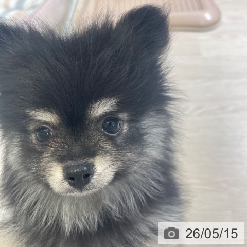 富山県のポメラニアン (ペットプラス 高岡店/2026年3月1日生まれ/男の子/ブラックタン)の子犬の4枚目の画像