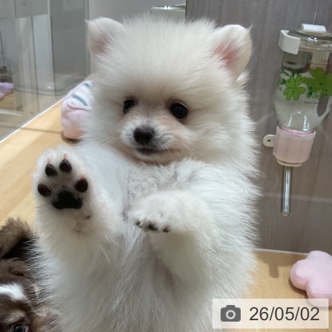 ポメラニアンの写真