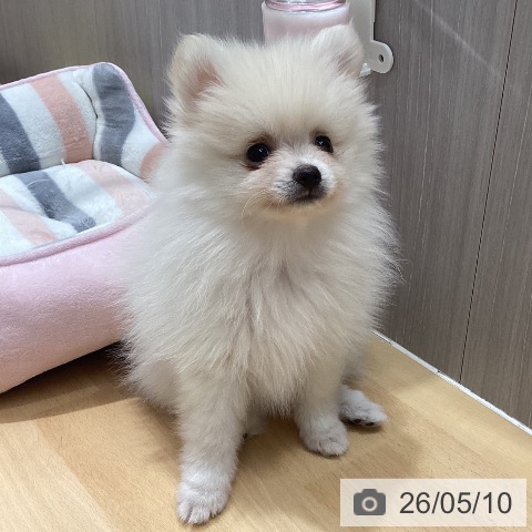 石川県のポメラニアン (ペットプラス 新小松店/2026年3月1日生まれ/女の子/クリーム)の子犬の4枚目の画像