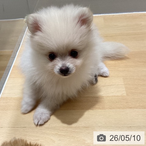 石川県のポメラニアン (ペットプラス 新小松店/2026年3月1日生まれ/女の子/クリーム)の子犬の3枚目の画像