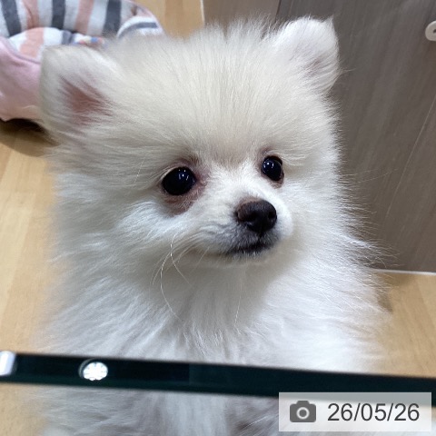 石川県のポメラニアン (ペットプラス 新小松店/2026年3月1日生まれ/女の子/クリーム)の子犬の3枚目の画像