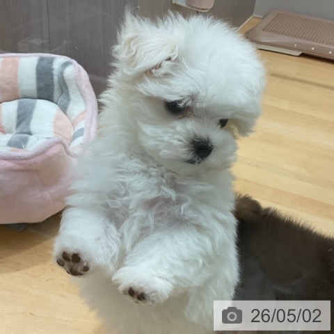 マルチーズの写真