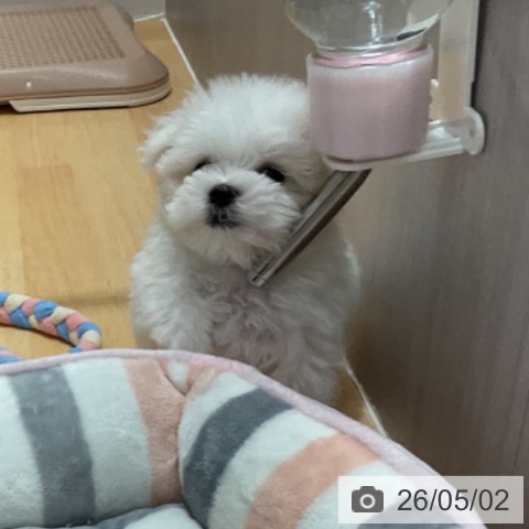 マルチーズの写真