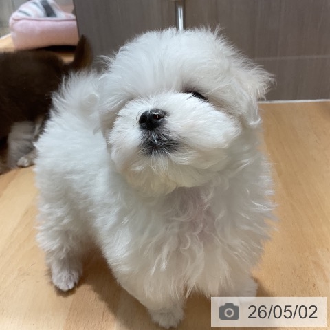 マルチーズの写真