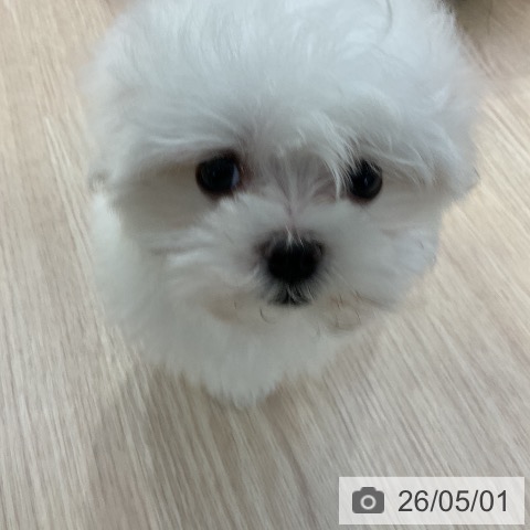 マルチーズの写真