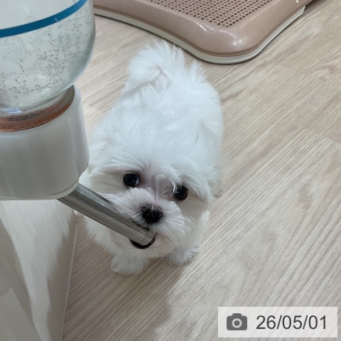 マルチーズの写真
