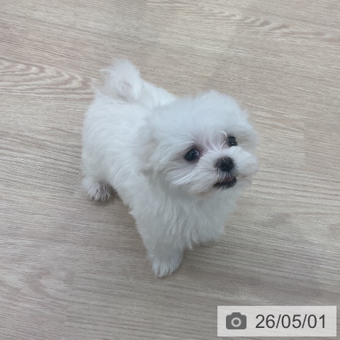 マルチーズの写真