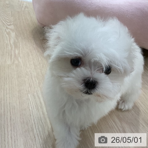 マルチーズの写真