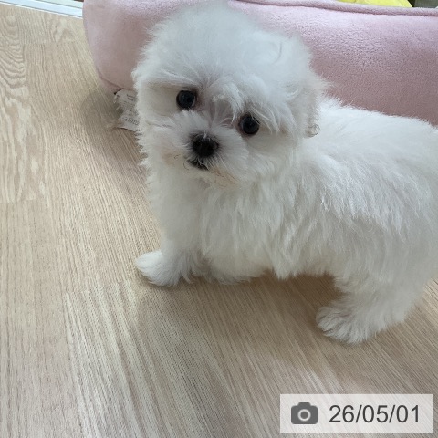 マルチーズの写真