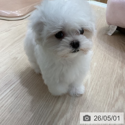 マルチーズの写真