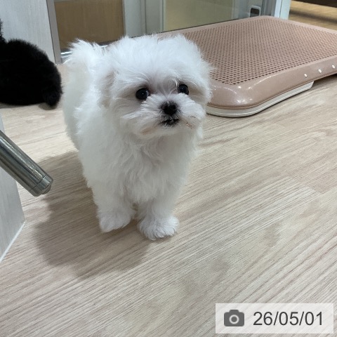 マルチーズの写真