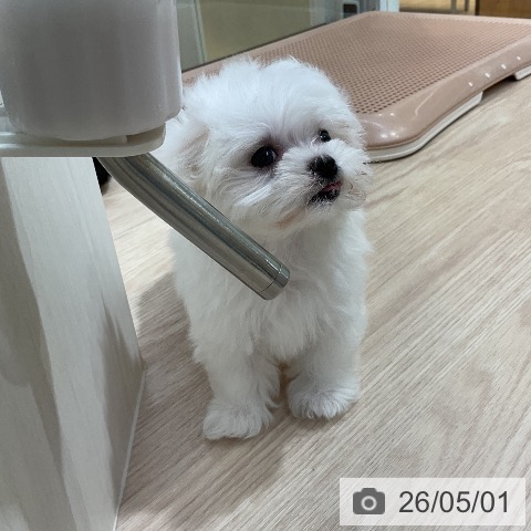 マルチーズの写真