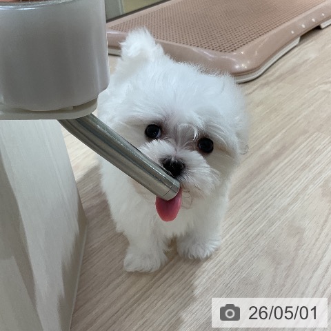 マルチーズの写真