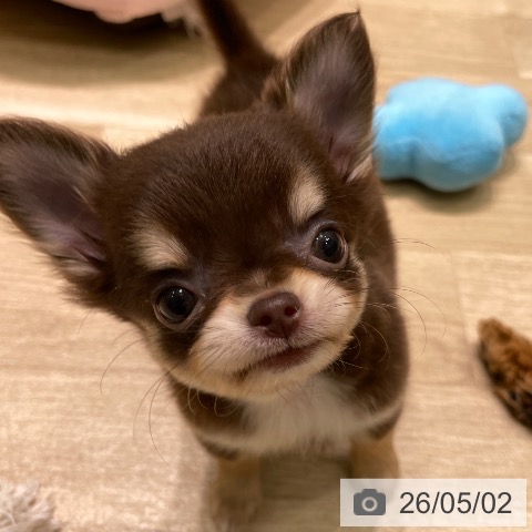 チワワの写真