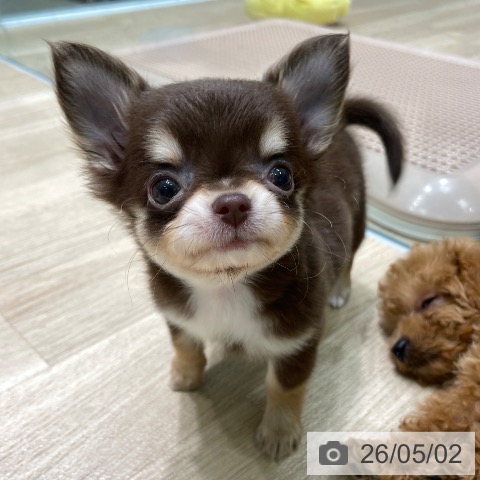 チワワの写真