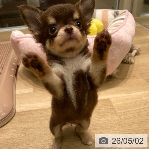 チワワの写真
