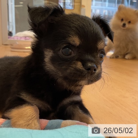 三重県のチワワ(ロング) (ペットプラス 東員店/2026年3月2日生まれ/男の子/ブラックタン)の子犬の3枚目の画像