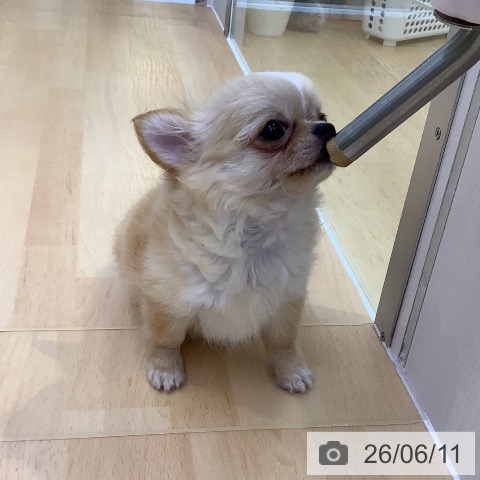 チワワの写真