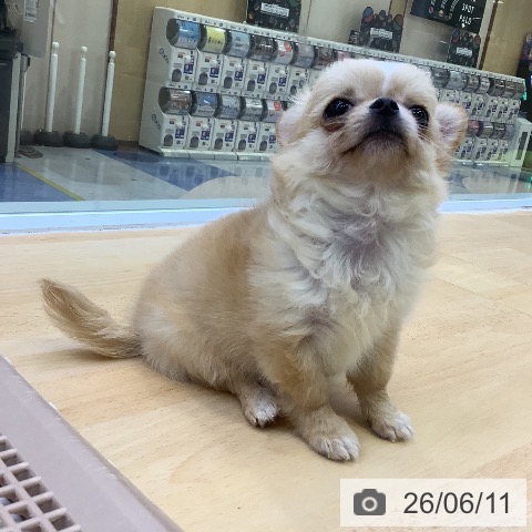 チワワの写真